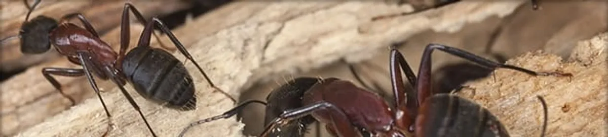 Close-up of ants on wood showing an active ant infestation in Kansas City, MO