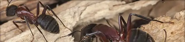 Close-up of ants on wood showing an active ant infestation in Kansas City, MO