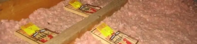Mouse traps placed in an attic for rodent control in Kansas City, MO