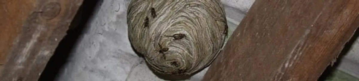 Wasp nest in an attic space, a common home infestation risk in Kansas City, MO