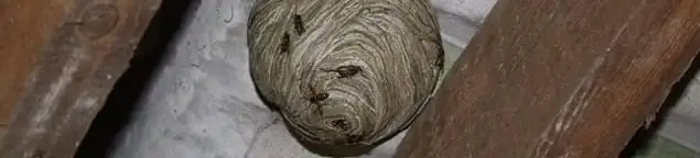 Wasp nest in an attic space, a common home infestation risk in Kansas City, MO