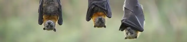 Bats roosting together, a common sign of a bat infestation in Kansas City, MO