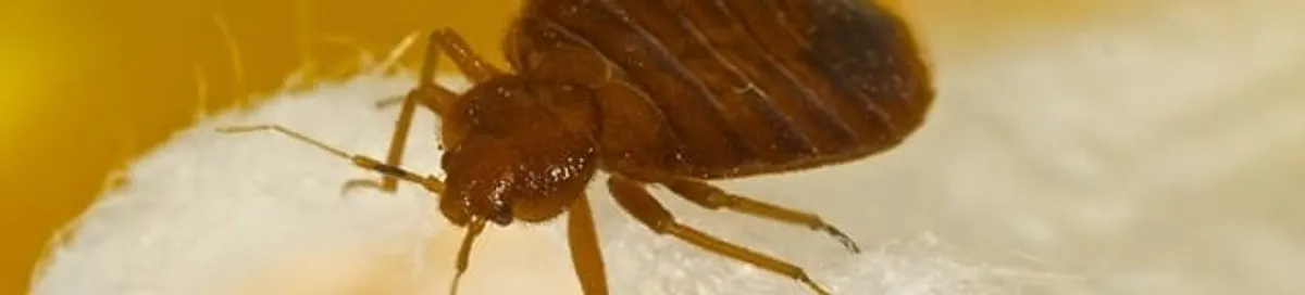 Close-up of a bed bug, a sign of an active infestation in Kansas City, MO