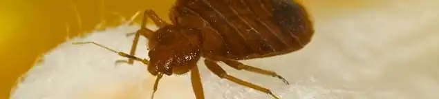 Close-up of a bed bug, a sign of an active infestation in Kansas City, MO