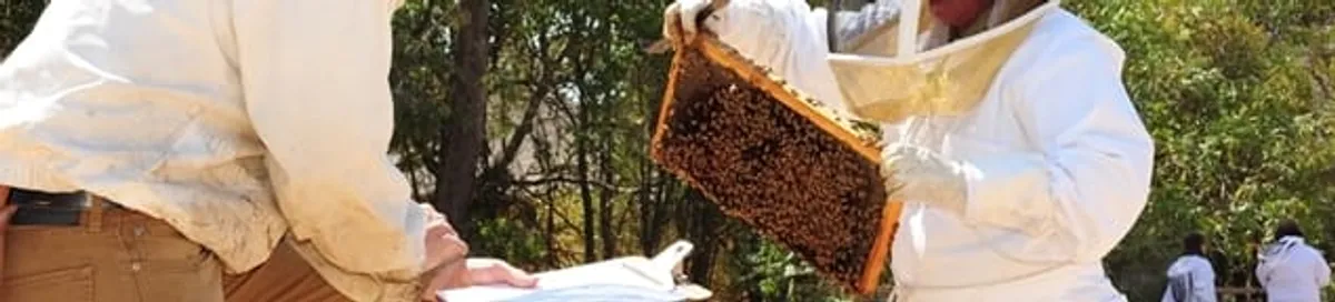 Bee removal specialists relocating a hive and honeycomb safely in Kansas City, MO