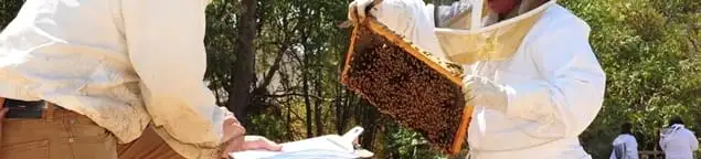Bee removal specialists relocating a hive and honeycomb safely in Kansas City, MO