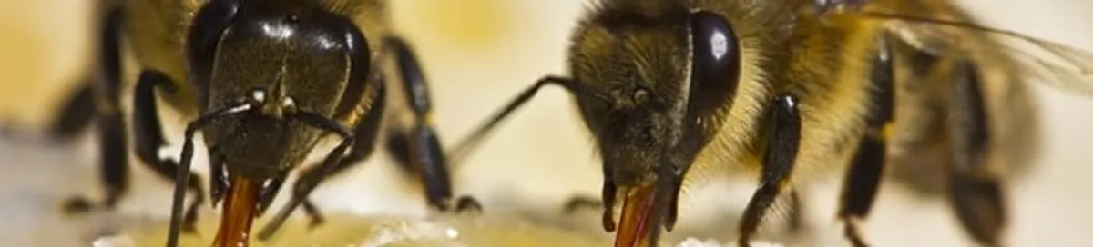 Close-up of honey bees, a sign of a nearby hive in Kansas City, MO