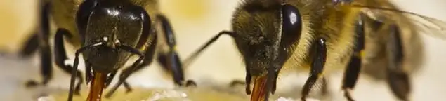 Close-up of honey bees, a sign of a nearby hive in Kansas City, MO