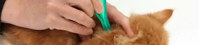 Flea treatment for pets using a flea comb, a sign of flea problems in Kansas City, MO