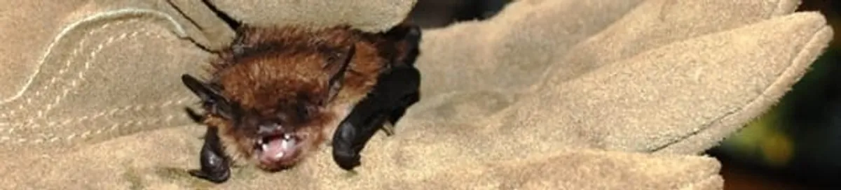Bat removal specialist holding a bat safely during humane exclusion in Kansas City, MO