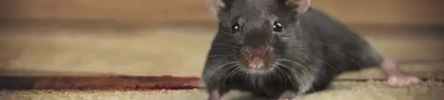 Mouse indoors, a common sign of a rodent infestation in Kansas City, MO