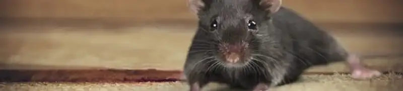 Mouse indoors, a common sign of a rodent infestation in Kansas City, MO