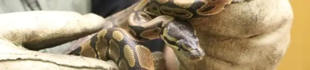 Snake removal specialist safely handling a snake with protective gloves in Kansas City, MO