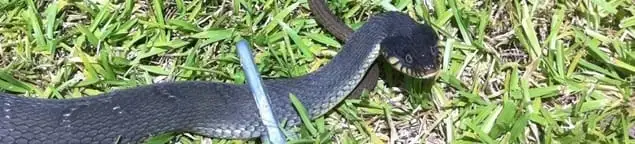 Snake in a yard, a common sign of a snake problem near a home in Kansas City, MO