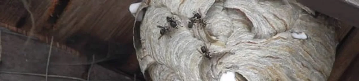 Close-up of a wasp nest with active wasps, a sign of an infestation in Kansas City, MO