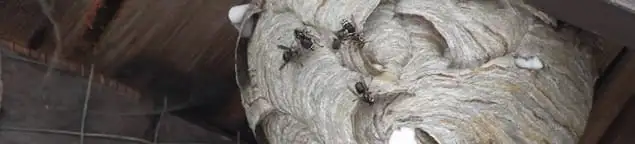 Close-up of a wasp nest with active wasps, a sign of an infestation in Kansas City, MO